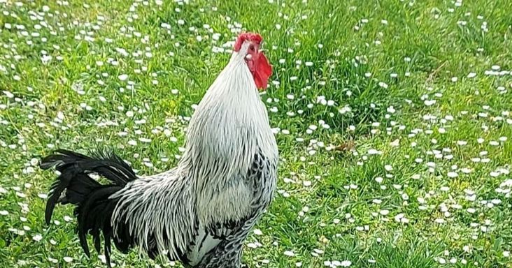 Nemzetközi sztár lett a halála után Sanyi, világhírű amerikai lapban is foglalkoztak vele