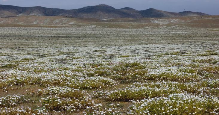 Rá sem ismerni a sivatagra: elképesztő változást hozott az El Niño – galéria