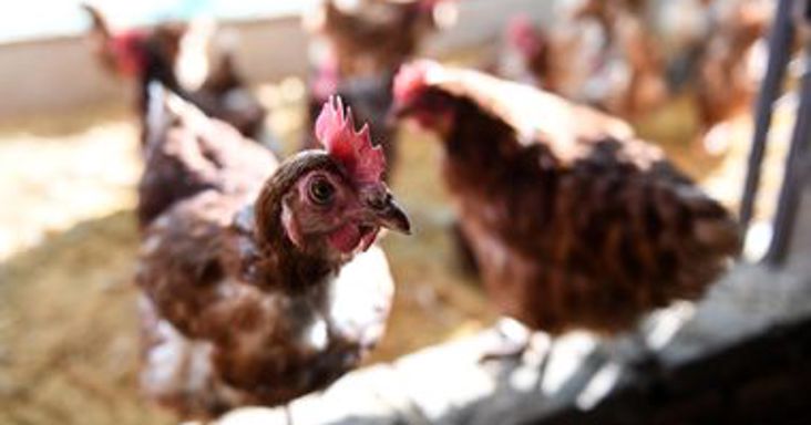 Turbókukacokat csináltak Szegeden, egészségesebbek lesznek, és többet tojnak a tyúkok, ha ezt eszik