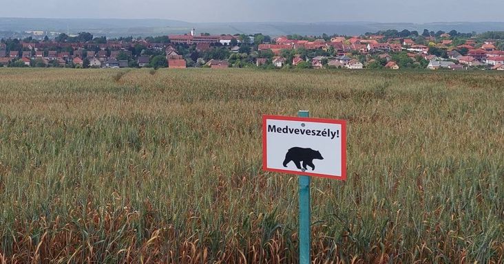 Gyerekével iskolába tartó nőre támadt a medve a Székelyföldön, az asszony medencetöréssel és súlyos sebekkel került kórházba