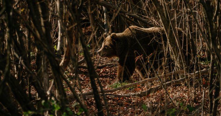 Gyerekével iskolába tartó nőre támadt egy medve a háromszéki Bodokon