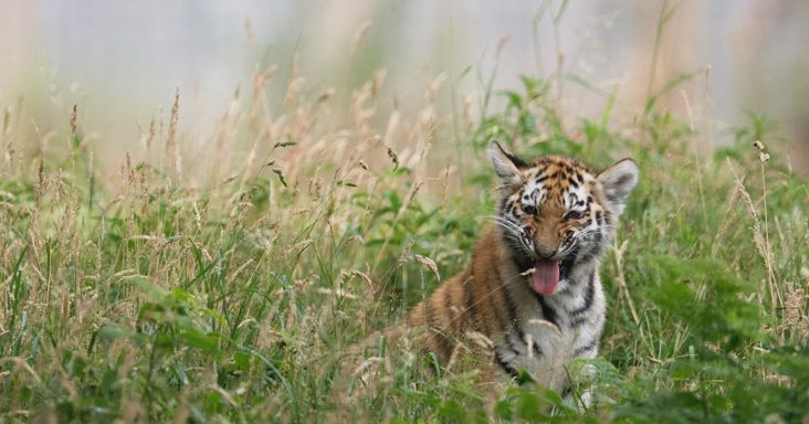 Skizofréniában szenvedett az a férfi, akit széttépett egy tigris a brit vadasparkban