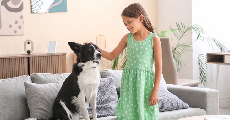 A kutyamaffia akcióban! – Banda lopkodja a magyarországi border collie-kat