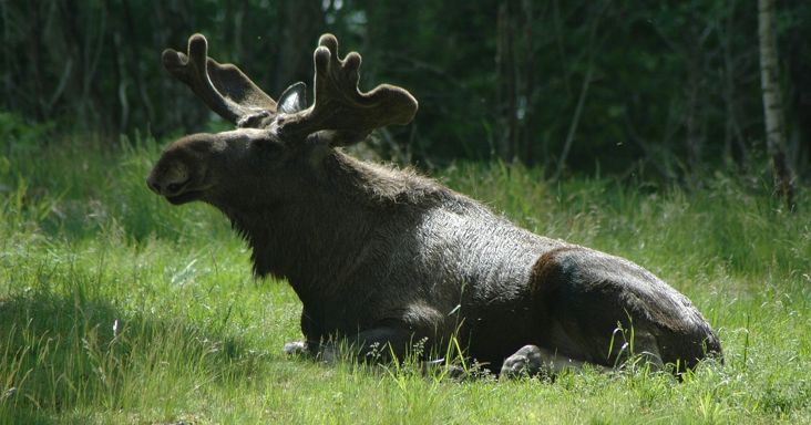 A Mikulás szarvasa vágtázott Debrecenben az utcán és ez most nem gyerekmese, videó is készült