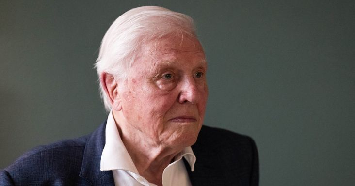 A legtöbben már pihennének a helyében, de David Attenborough 100 évesen is dolgozik: jövőre érkezik a legújabb dobása