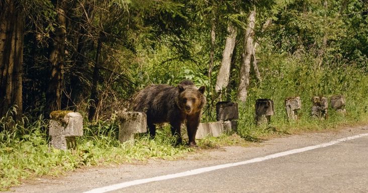 Medvét láttak Borsodban! A lakosságot és a kirándulókat is figyelmeztetik