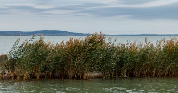 Durva természetrombolás a Balatonnál: munkagéppel tarolták le a védett területet a lakópark előtti részen