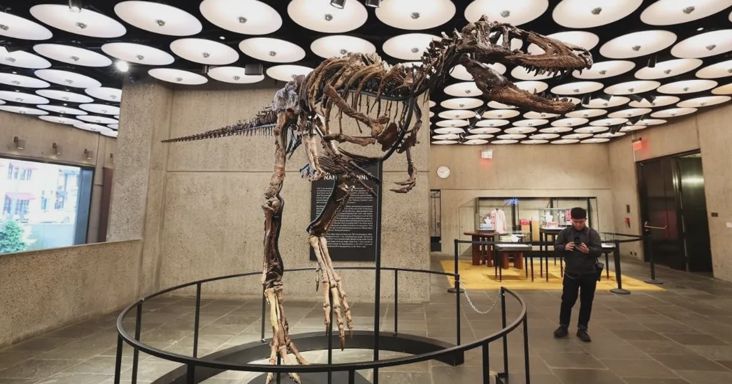 Akár 3 milliárd forintot érhet a dinoszaurusz-csontváz, amelyről kiderült, hogy nem T. rex