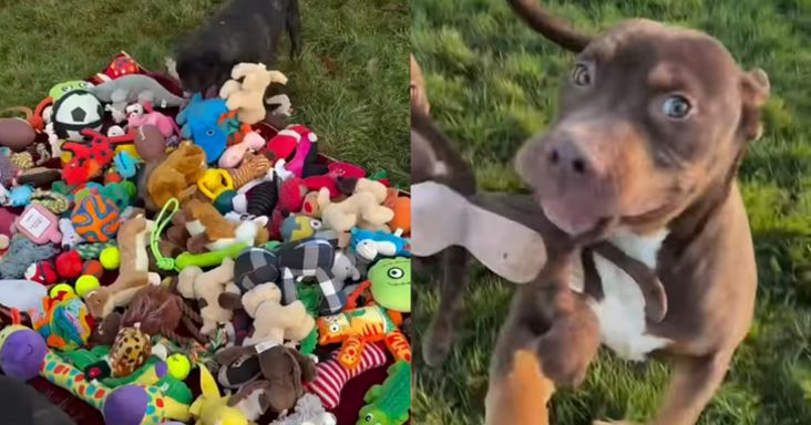 Milliók szívét hódítja meg egy menhelyi videó az Instagramon, pedig nincs benne semmi látványos trükk