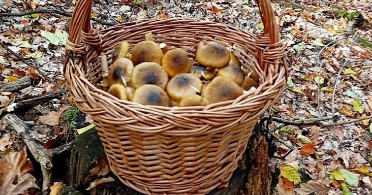 Gombák lepik el a zalai erdőket? Ezt most kosárszámra szedhetik a szerencsések!
