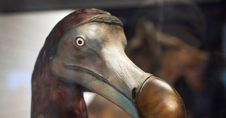 Az óriásfarkas után a dodó feltámasztásán dolgozik a Colossal