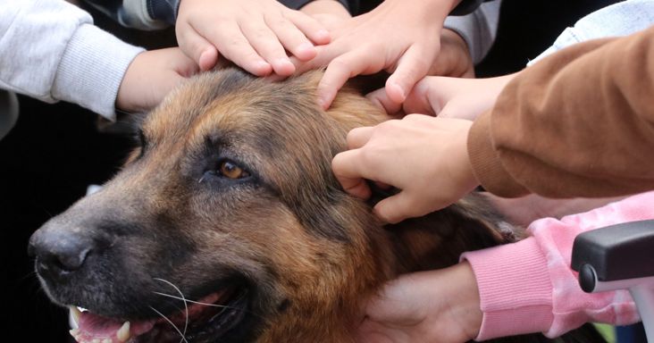 Gajdos László lecserélte a Közös ügyünk az állatvédelem Alapítvány kuratóriumát
