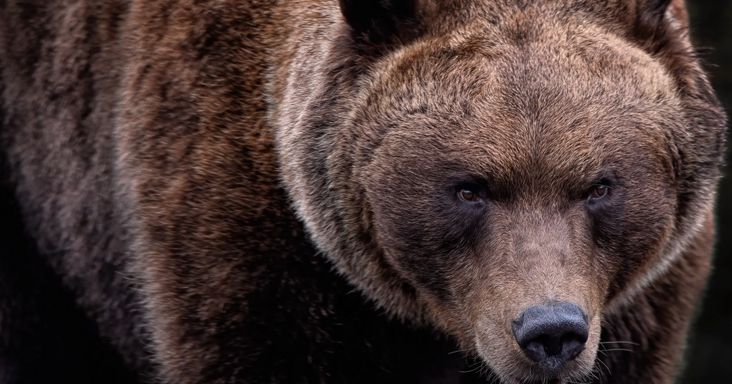 Azonnal lelövetem – keményen fogalmazott a magyar polgármester a medvetámaás után