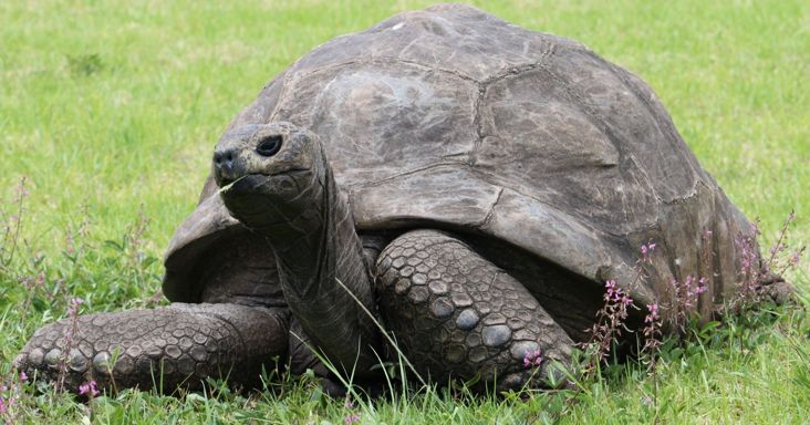 A világ legöregebb teknősének DNS-e rejtheti az örök élet titkát