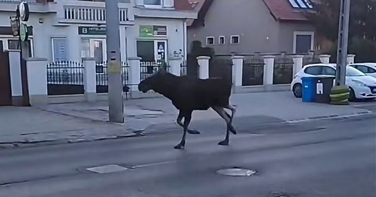 Jávorszarvas bukkant fel Debrecenben