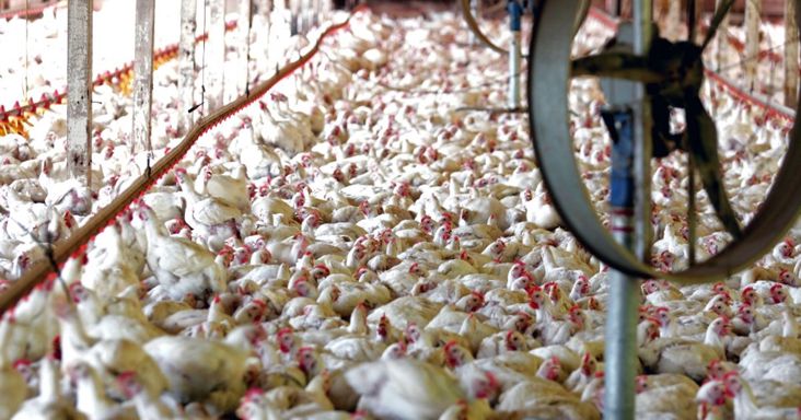 Brazil baromfi: közeleg az uniós piacnyitás – ezt a magyar termelők is megérezhetik