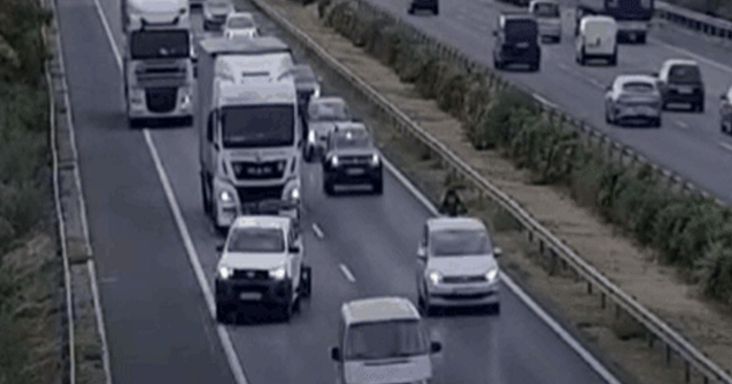 Hajszálon múlt a tragédia: állatokat szállító utánfutó sodródott keresztbe az autópályán – videó