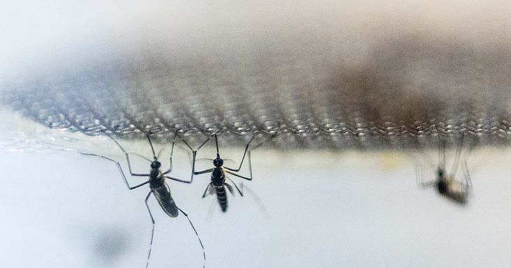 Egy magyar meghalt nyugat-nílusi lázban az idei szezonban