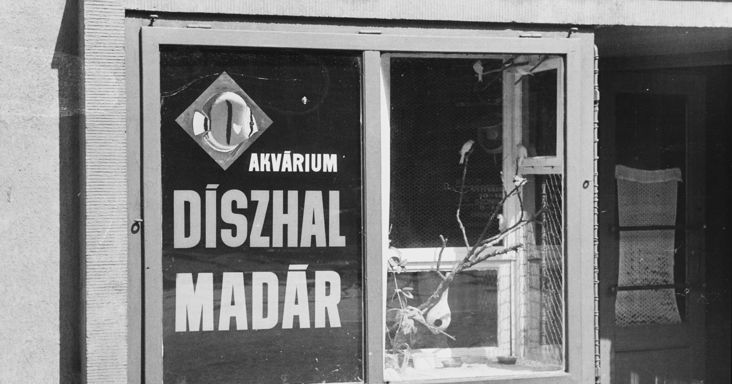 Heti abszurd: Az egyszeri visszatérés és némi ünnepi virtus