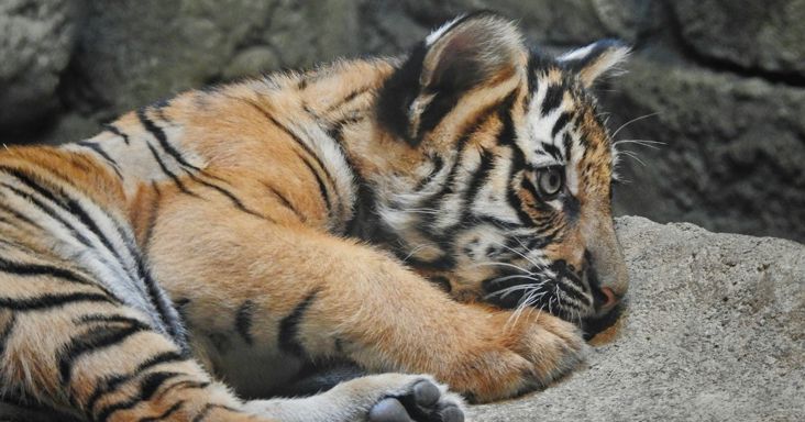Skizofrén, de nagyon vicces ember volt a tigris ketrecébe ugró férfi Angliában