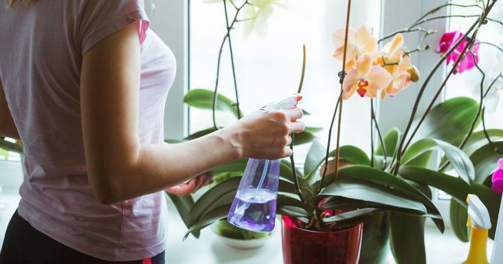 Így gondozd ősszel az orchideádat, hogy újra virágba boruljon