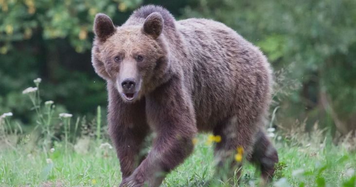 Medvetámadás fényes nappal: gyerekével tartott iskolába a gyanútlan nő