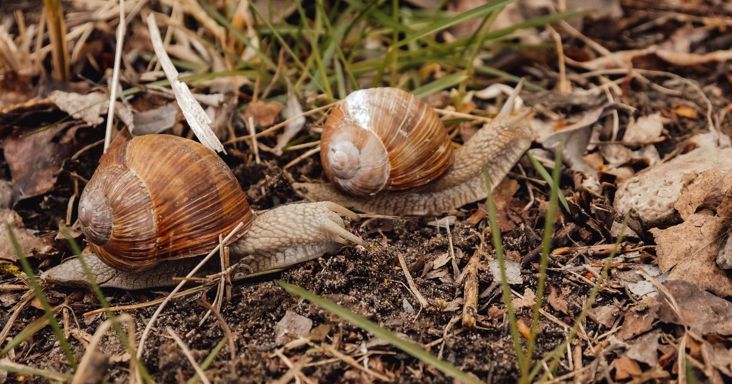 Most kell lépned, ha jövőre nem akarsz csigainváziót a kertedben