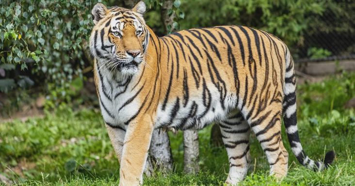 Ezek voltak a utolsó szavai a férfinek, akit halálra marcangolt egy tigris az állatkertben
