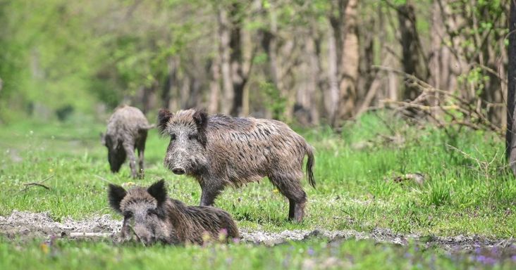 Tizennyolc pozitív vírusteszt az elmúlt hónapban – Baranya a sertéspestissel legfertőzöttebb megye