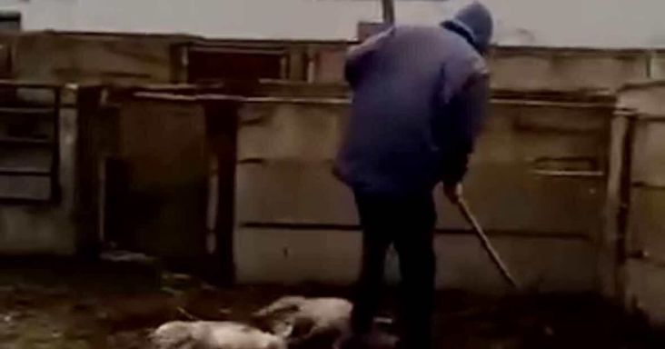 Beismerte tettét a fiatal, aki vascsővel verte agyon a kismalacokat – videón a felkavaró eset
