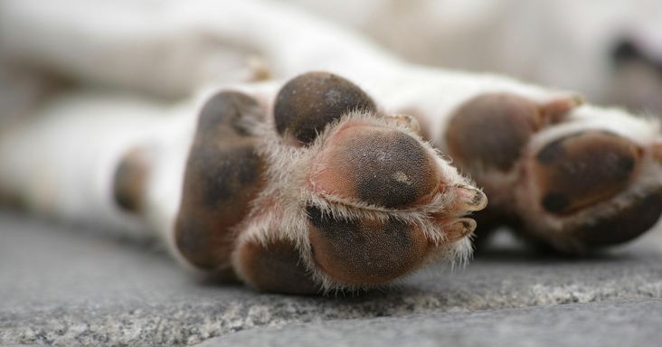 Kutyát akasztottak fel Ragály és Zubogy között, már gyűjtik a pénzt a nyomravezetői díjra – Melléakasztanák, aki tette – fotó (18+)