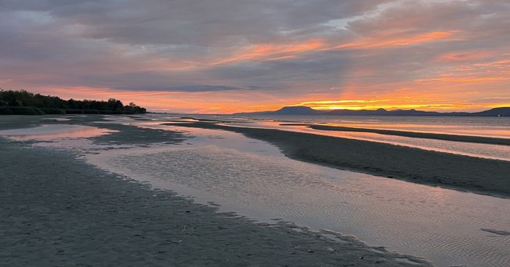 Eltévedt amerikai madarak érkeztek a kiszáradó Balatonhoz