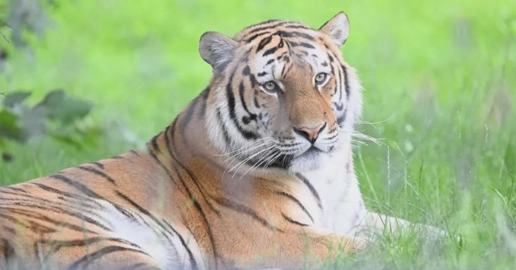 Megrázó titokra derült fény a tigris áldozatáról, megszólalt a 23 éves férfi családja